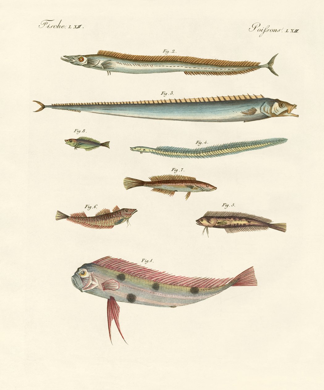 Poissons étranges et magnifiques - German School