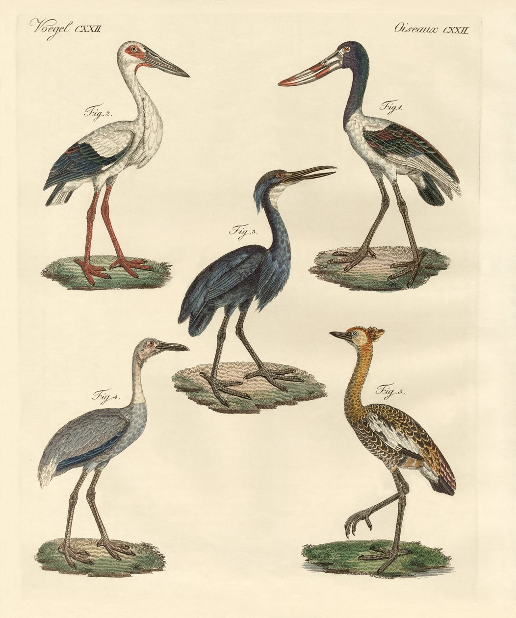 Étranges oiseaux - German School