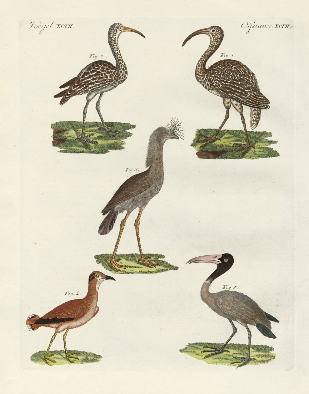 Oiseaux étranges - German School