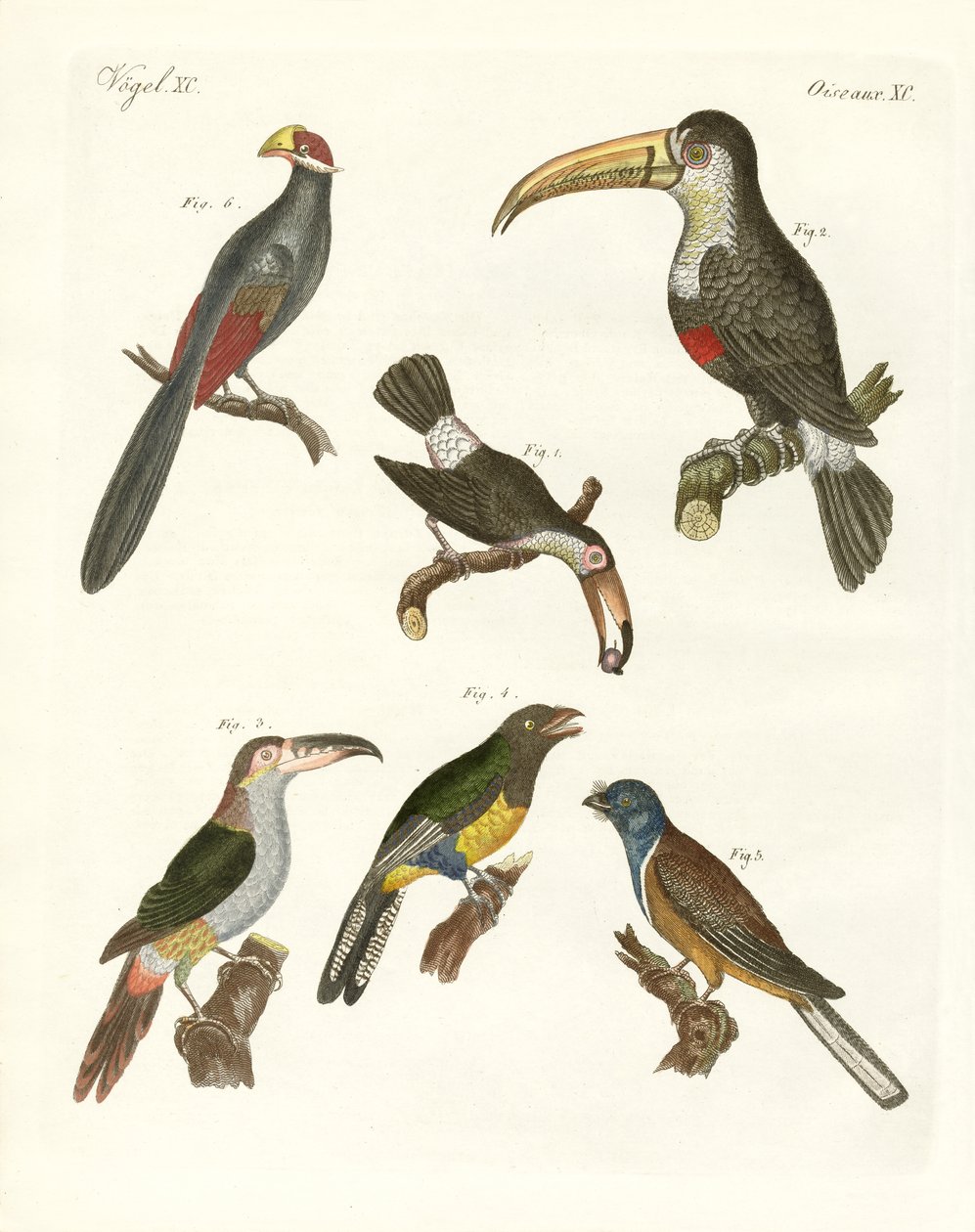 Oiseaux étranges - German School