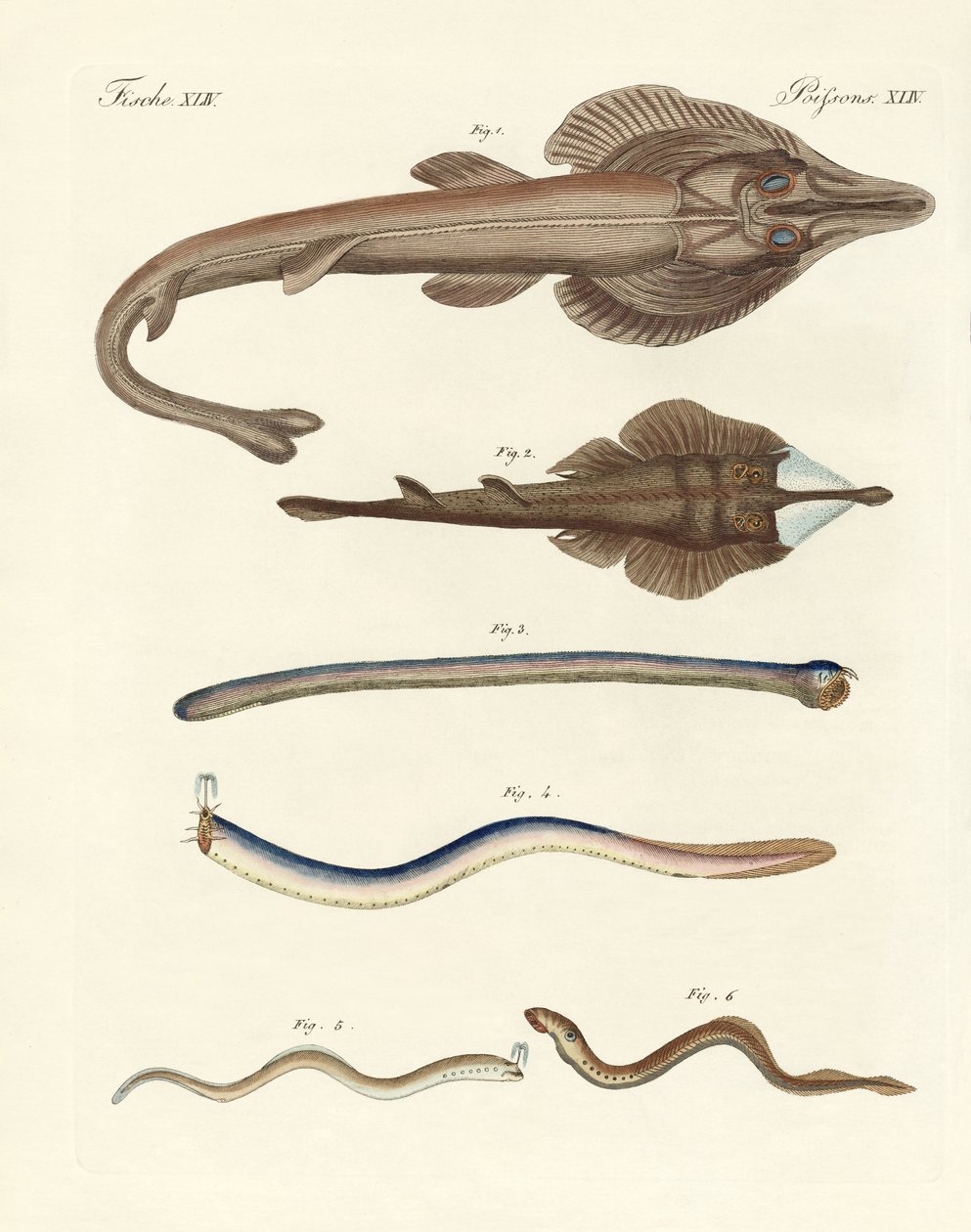 Étranges poissons cartilagineux (gravure en couleur) - German School
