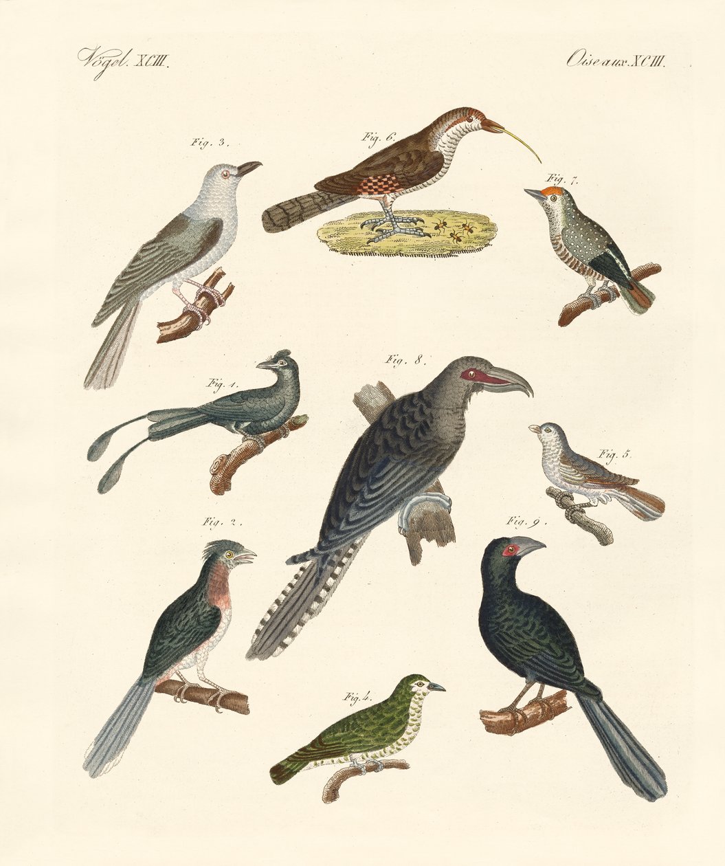 Étranges oiseaux grimpeurs (gravure en couleur) - German School