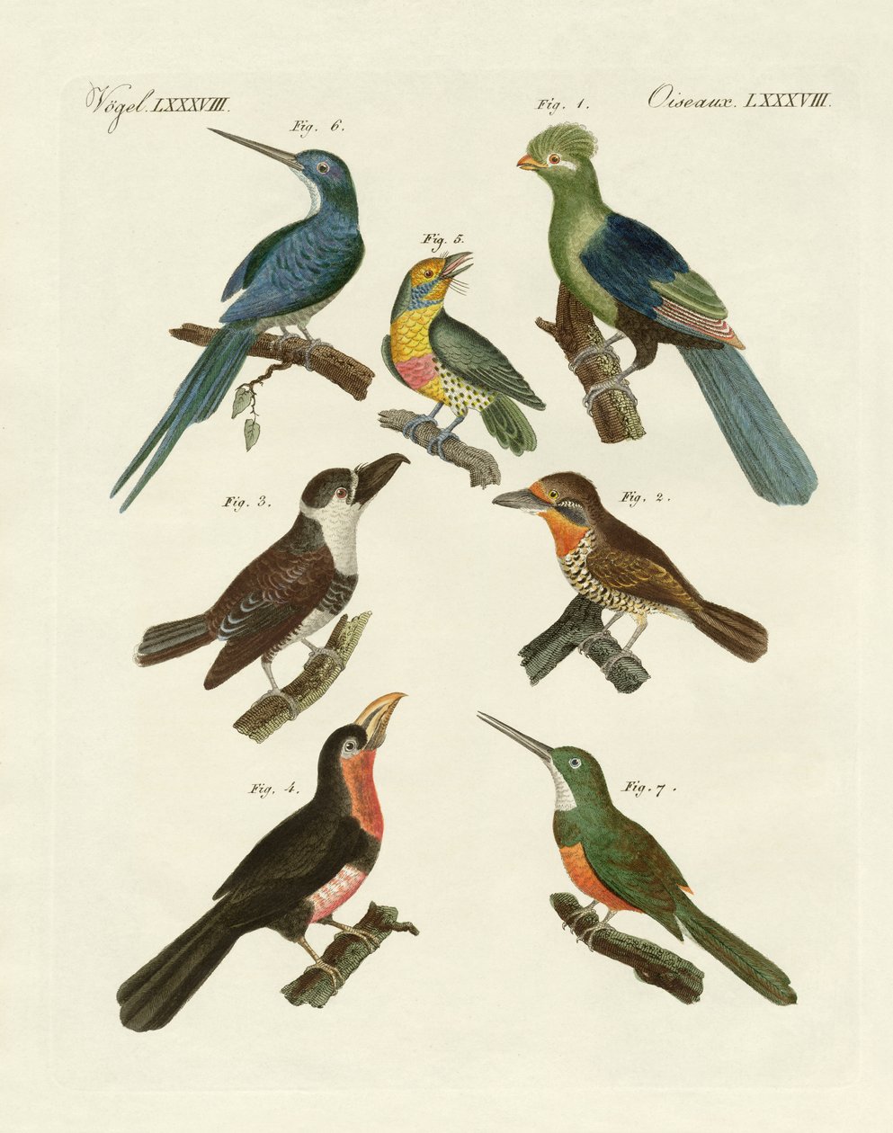 Oiseaux grimpeurs étranges - German School