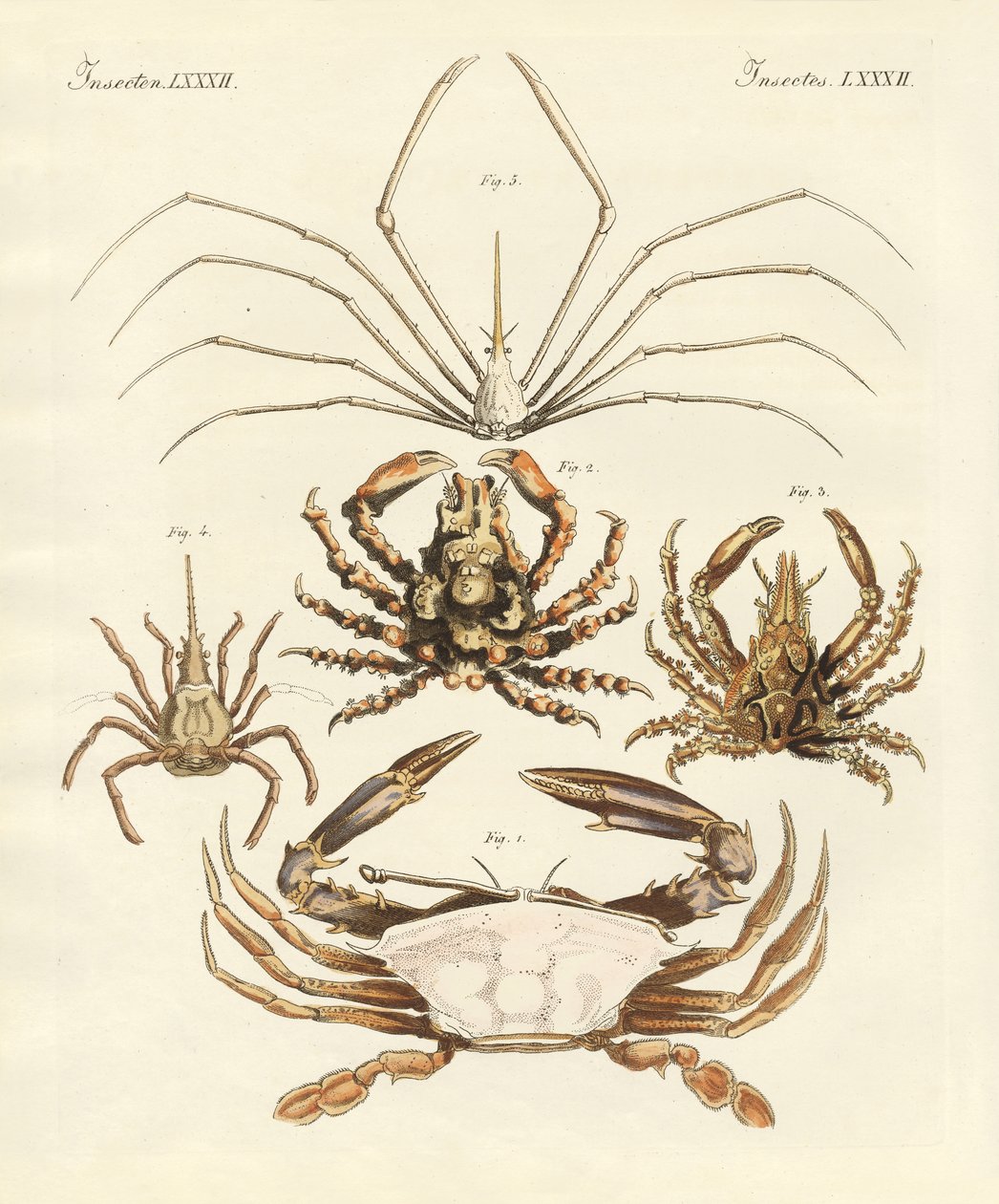 Étranges crabes (gravure en couleur) - German School
