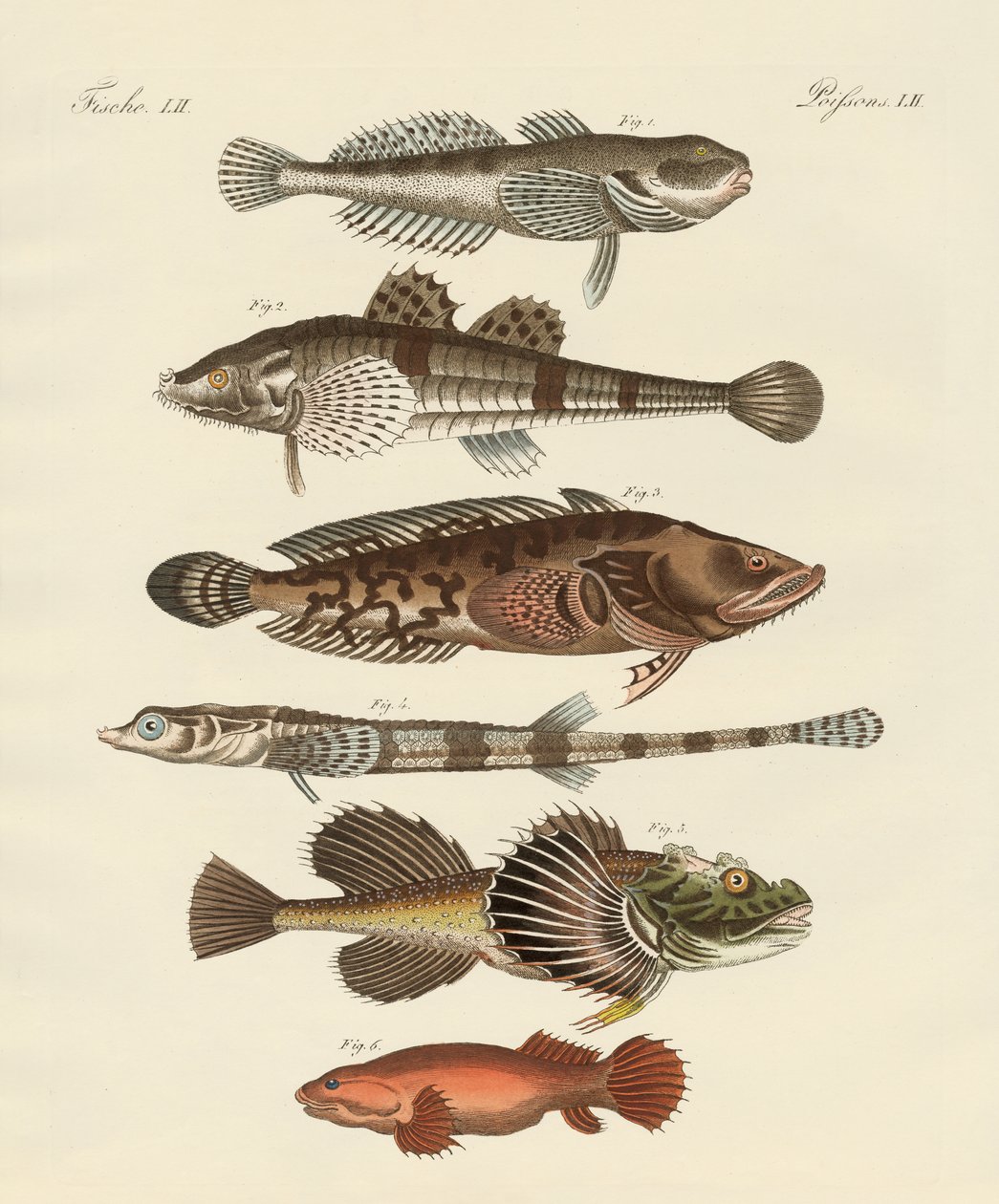 Étranges poissons - German School