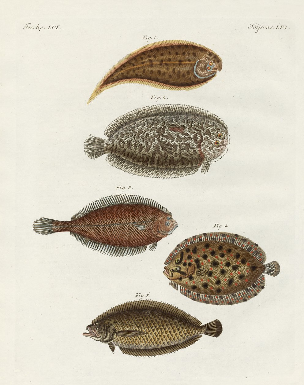 Poissons étranges - German School