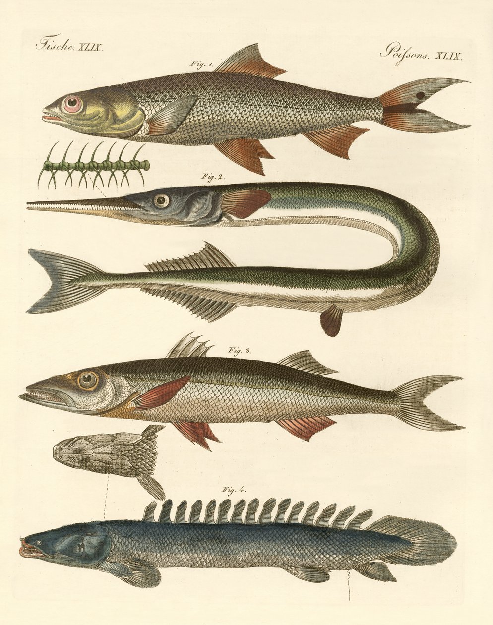 Poissons étranges - German School