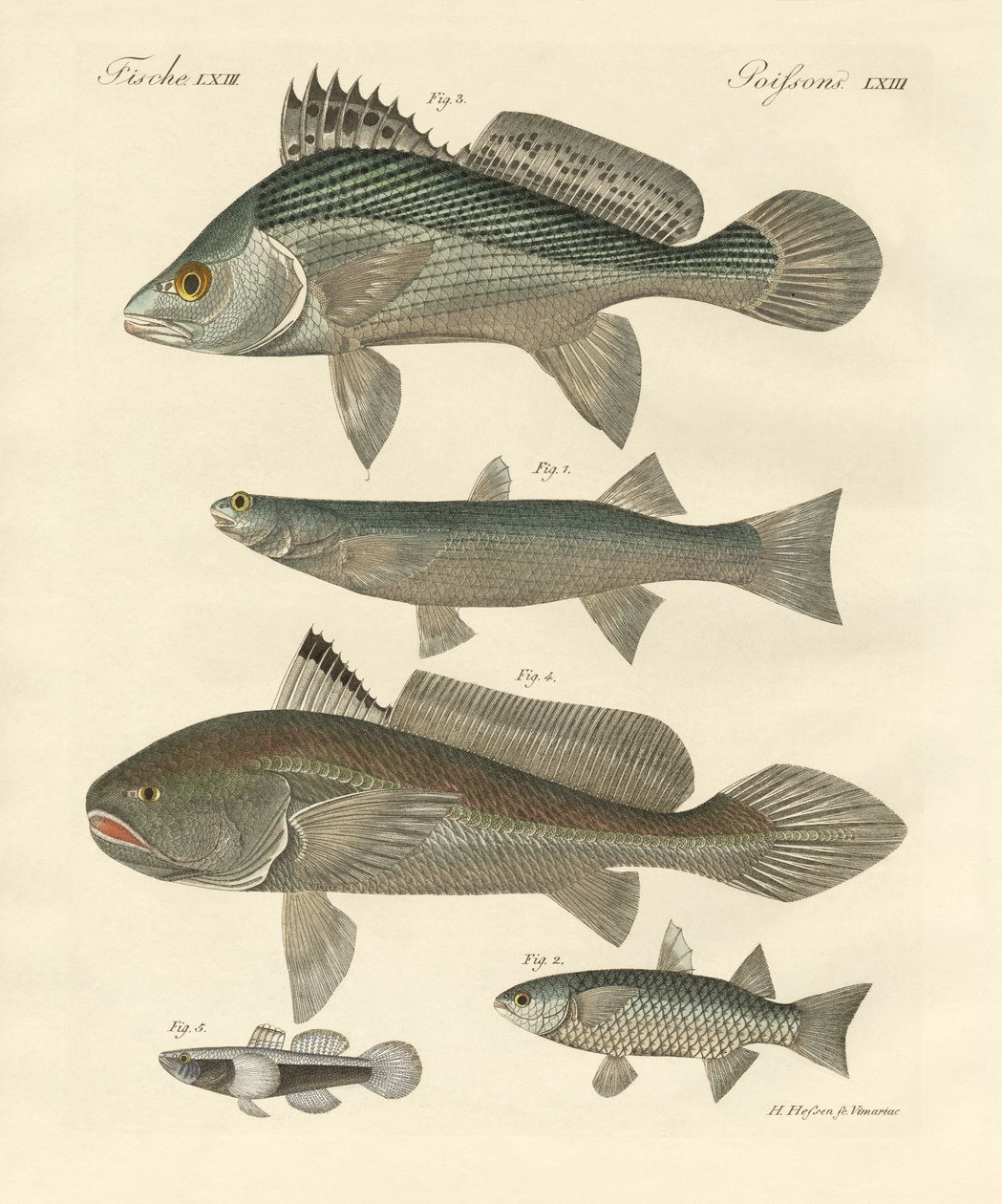 Poissons étranges du Gange - German School