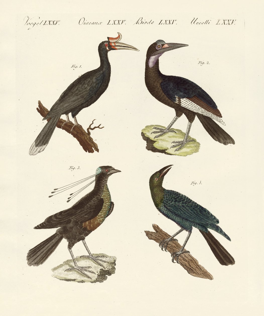 Oiseaux étrangers étranges - German School