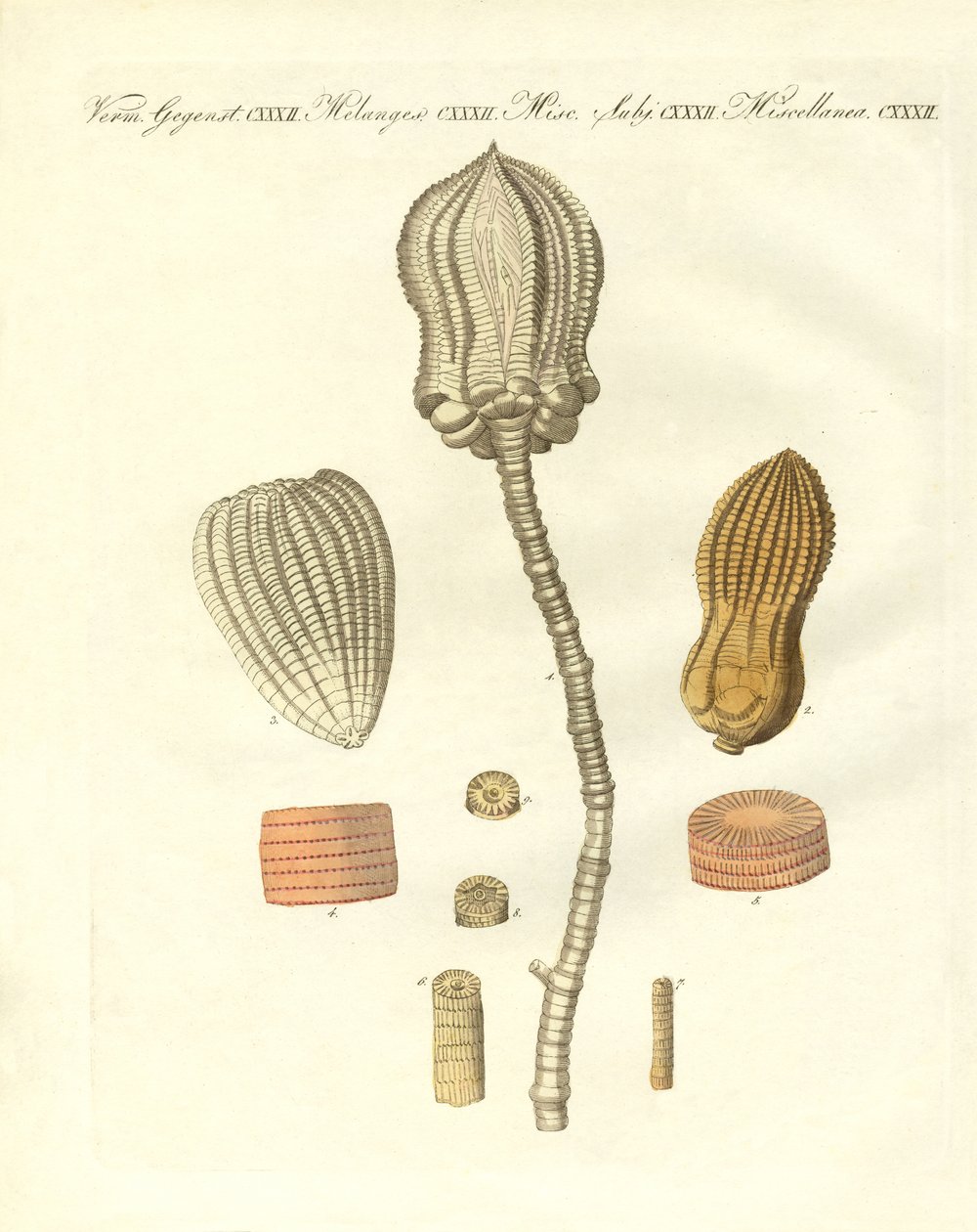 Fossilisations étranges - German School