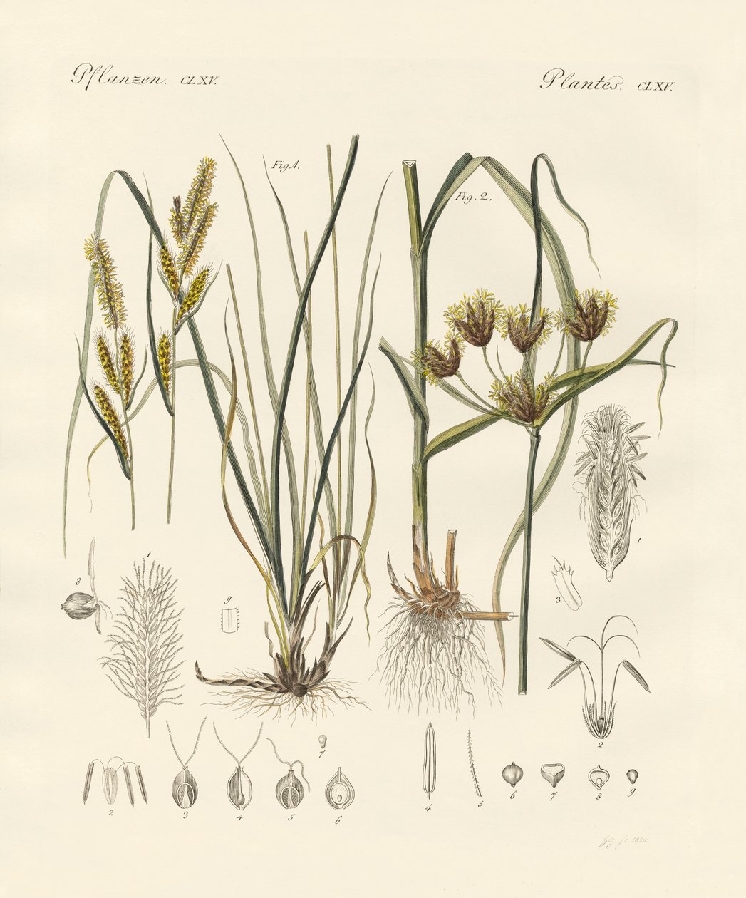 Étranges herbes - German School