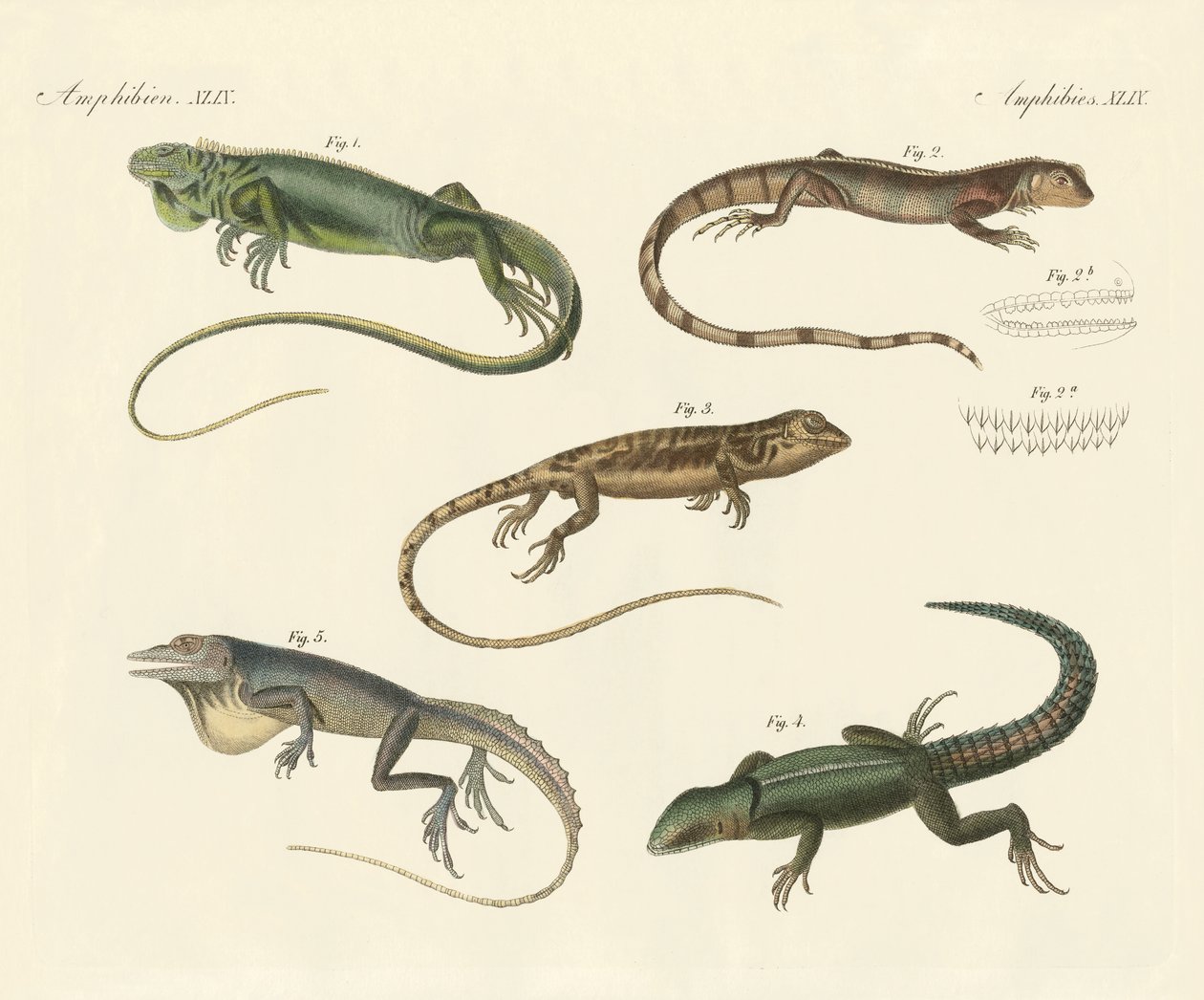 Lézards étranges - German School