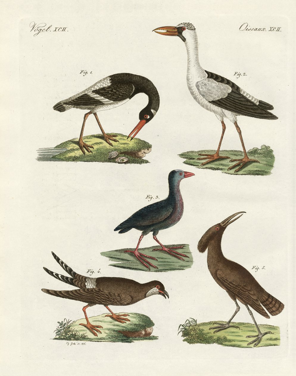 Oiseaux des marais étranges - German School