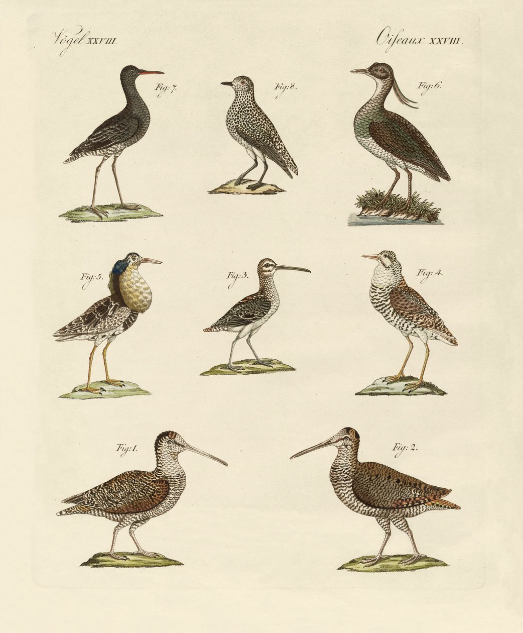 Oiseaux de marais étranges - German School