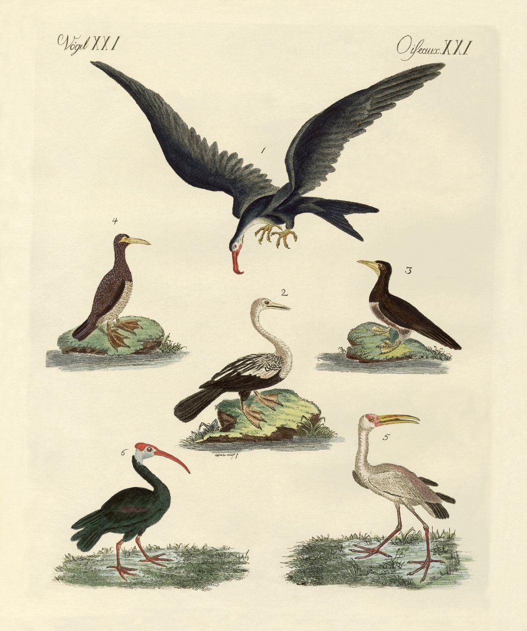 Oiseaux de marais et d