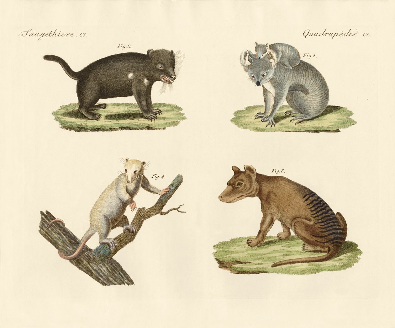 Marsupiaux étranges - German School