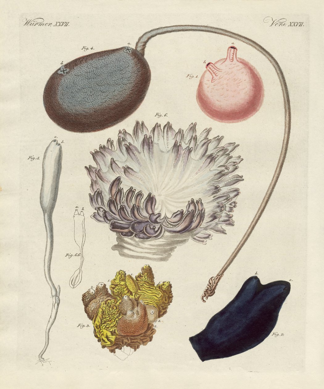 Étranges mollusques - German School
