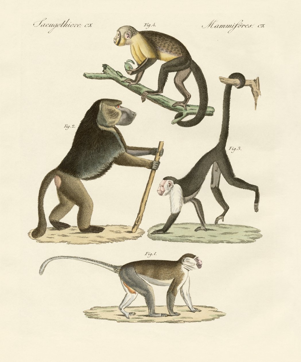 Singes étranges - German School