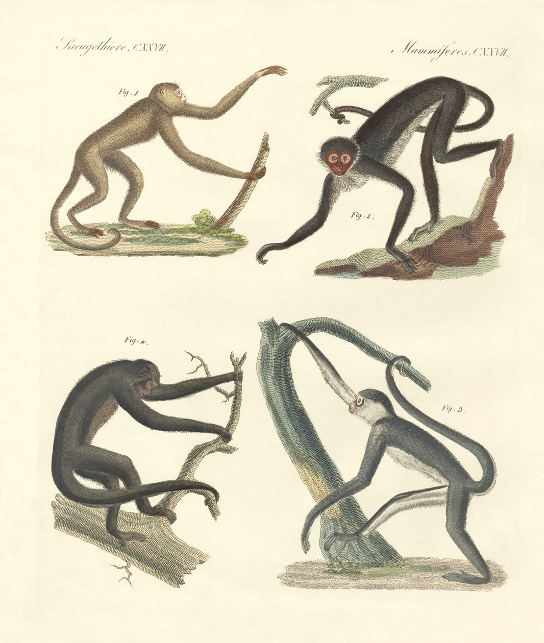 Étranges singes du nouveau continent - German School