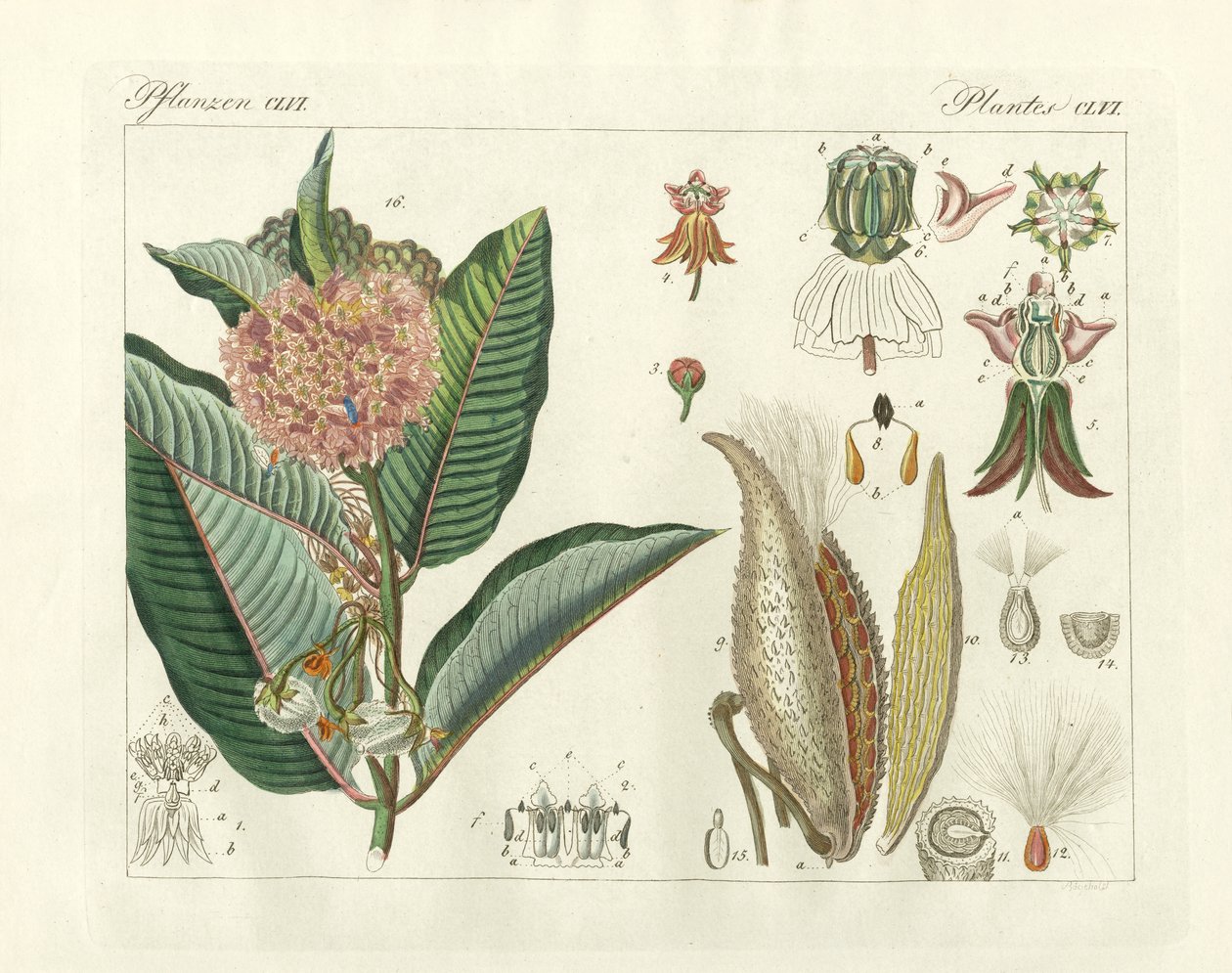 Plantes étranges - German School