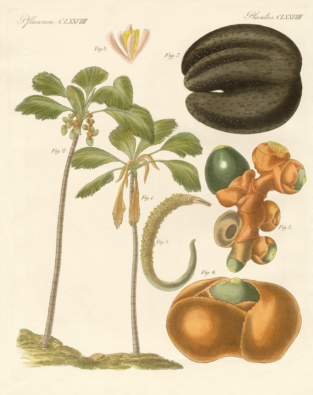 Plantes étranges - German School