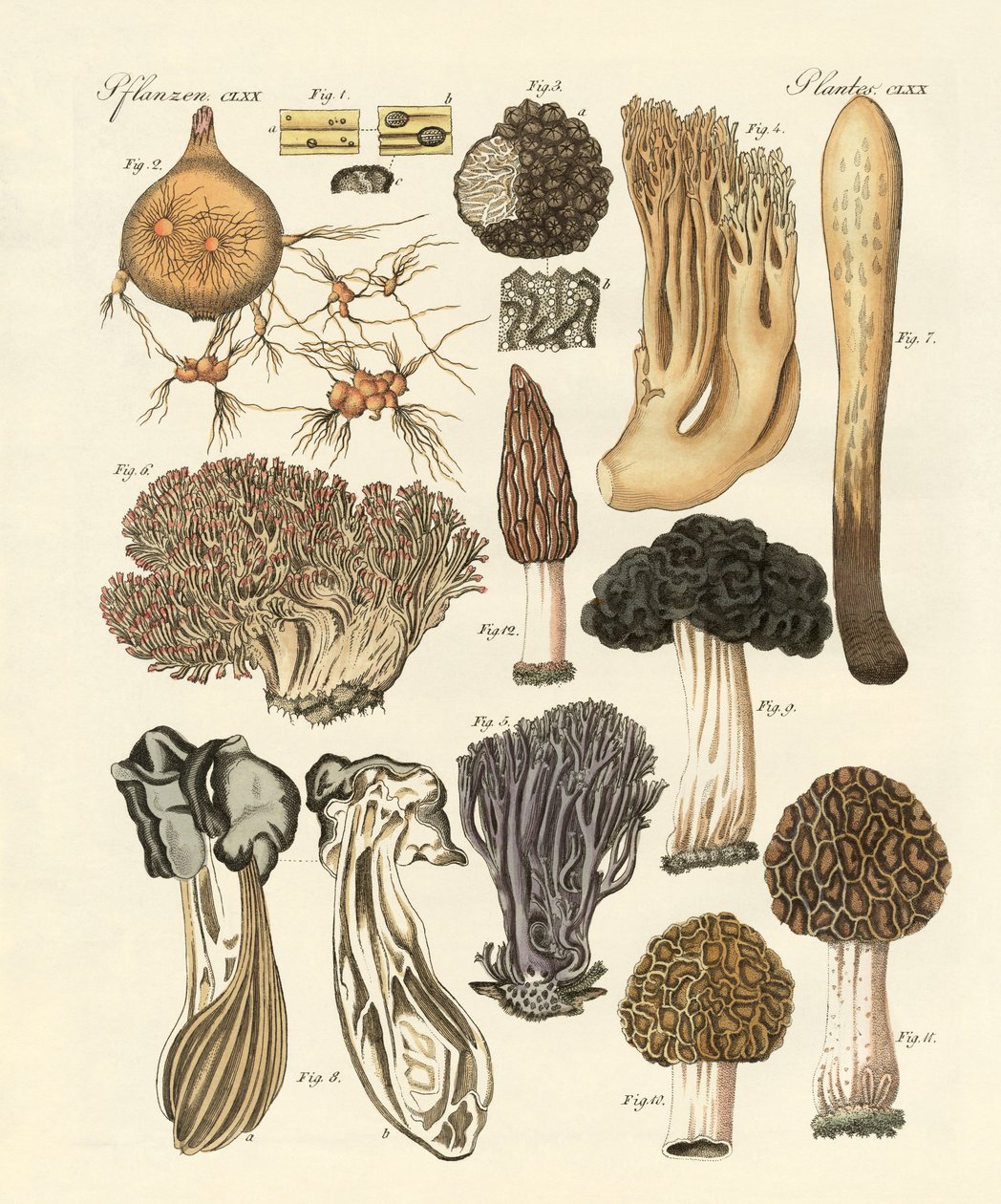 Plantes étranges - German School