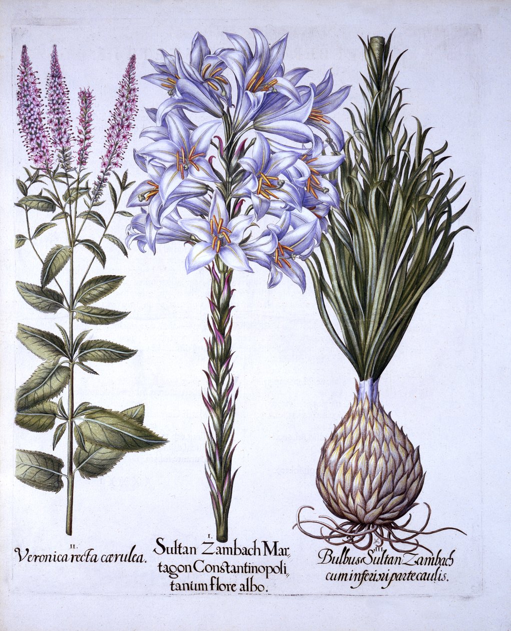Lys Sultan Zambach et bulbe, véronique, de Hortus Eystettensis, par Basil Besler, pub. 1613 - German School