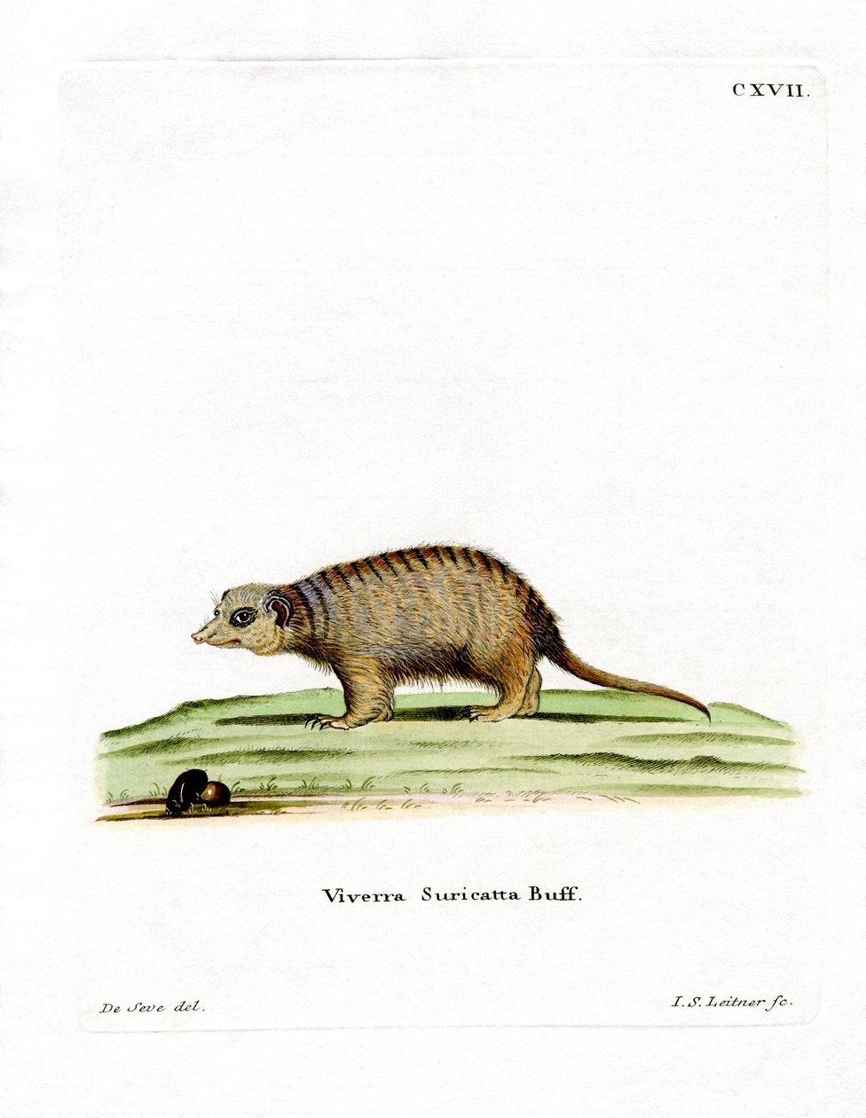 Suricate - German School