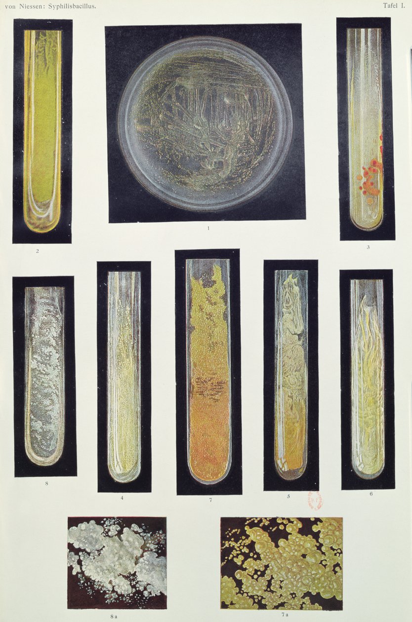 Bacille de la syphilis, d