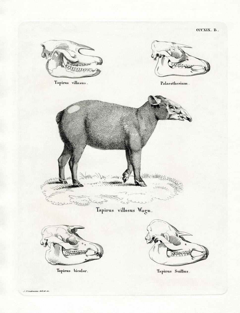 Crânes de Tapir - German School
