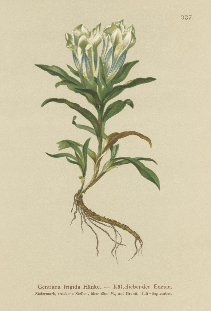 Gentiane des Tauern (Gentiana frigida) - German School