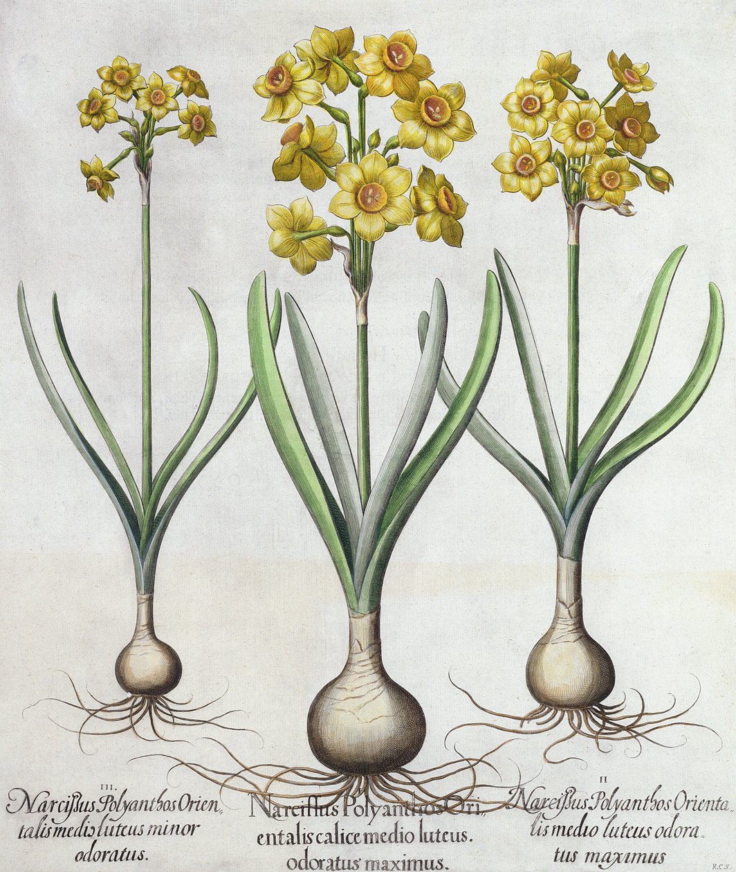 Narcisses Tazetta, du Hortus Eystettensis par Basil Besler (1561-1629), pub. 1613 (gravure en couleur) - German School