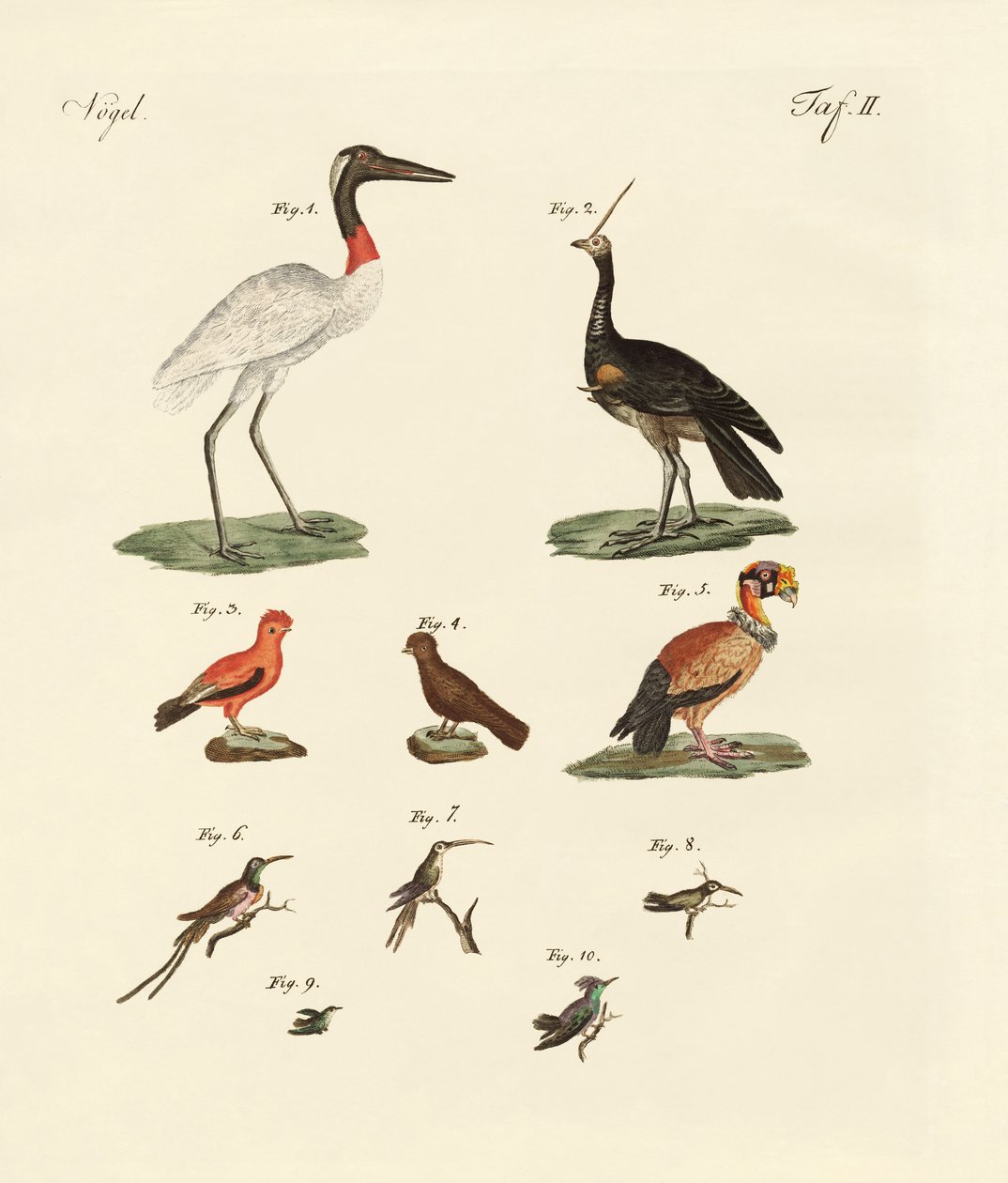 Dix oiseaux américains - German School
