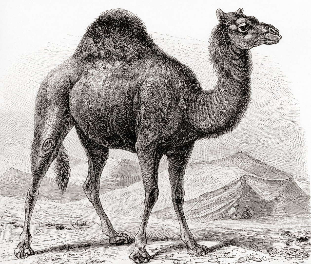 Le dromadaire alias chameau d