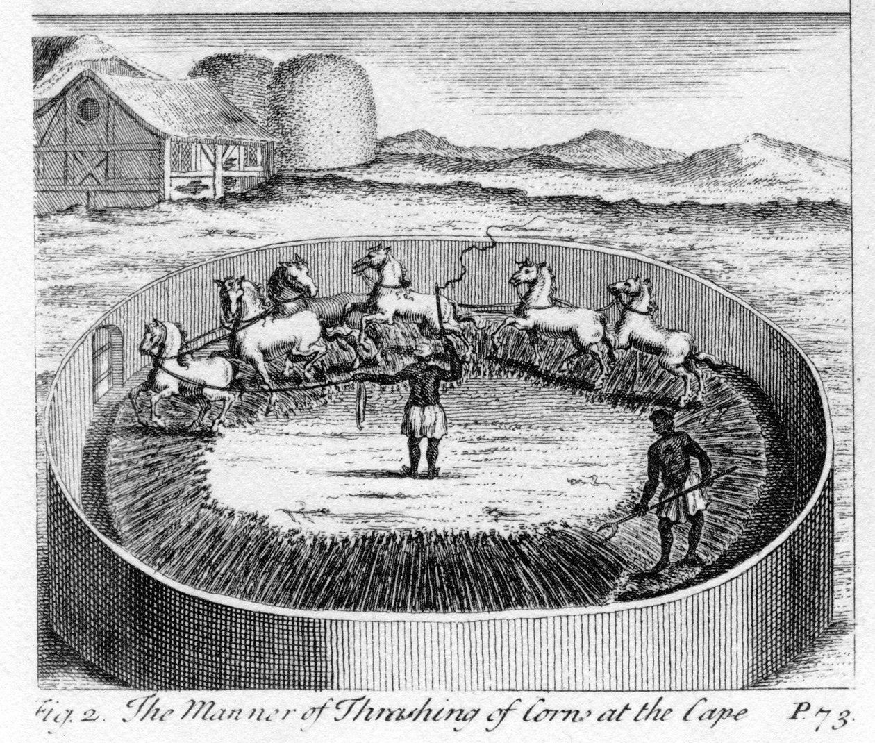 La manière de battre le blé au Cap, illustration de 
