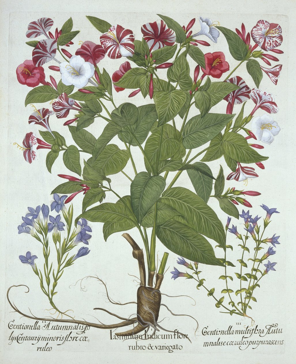 La merveille du Pérou et deux variétés de gentiane, de Hortus Eystettensis, par Basil Besler (1561-1629), pub. 1613 - German School