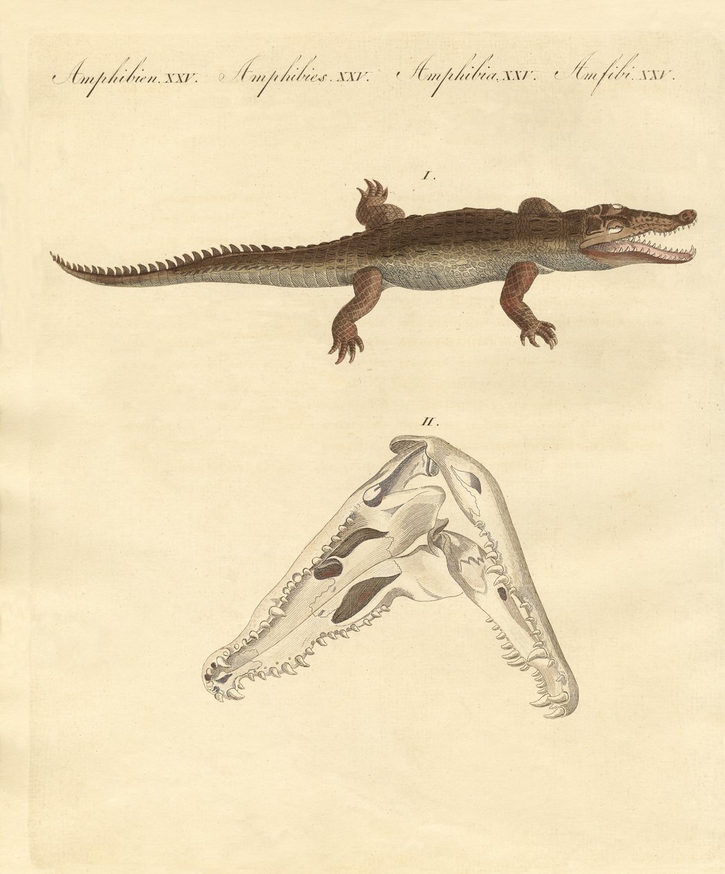 Le crocodile de Saint-Domingue - German School