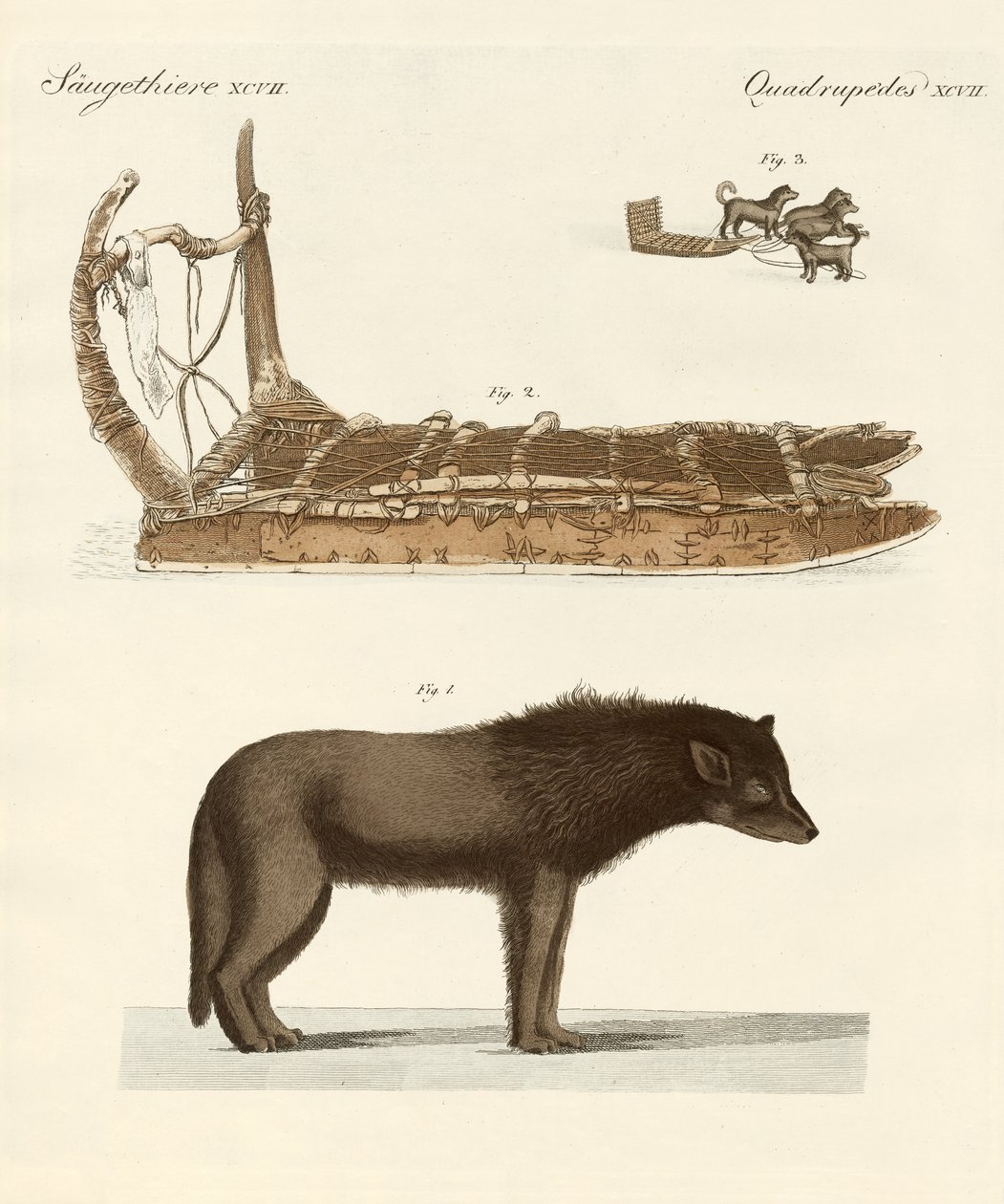 Le chien de la baie de Baffin - German School