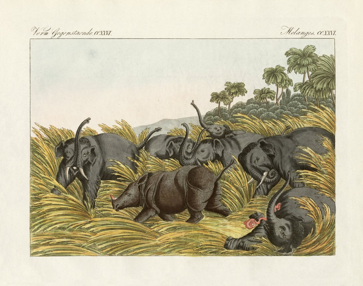 Le combat du rhinocéros avec les éléphants (gravure en couleur) - German School