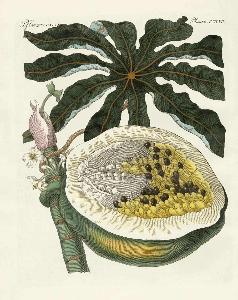 Le melon ou papayer - German School