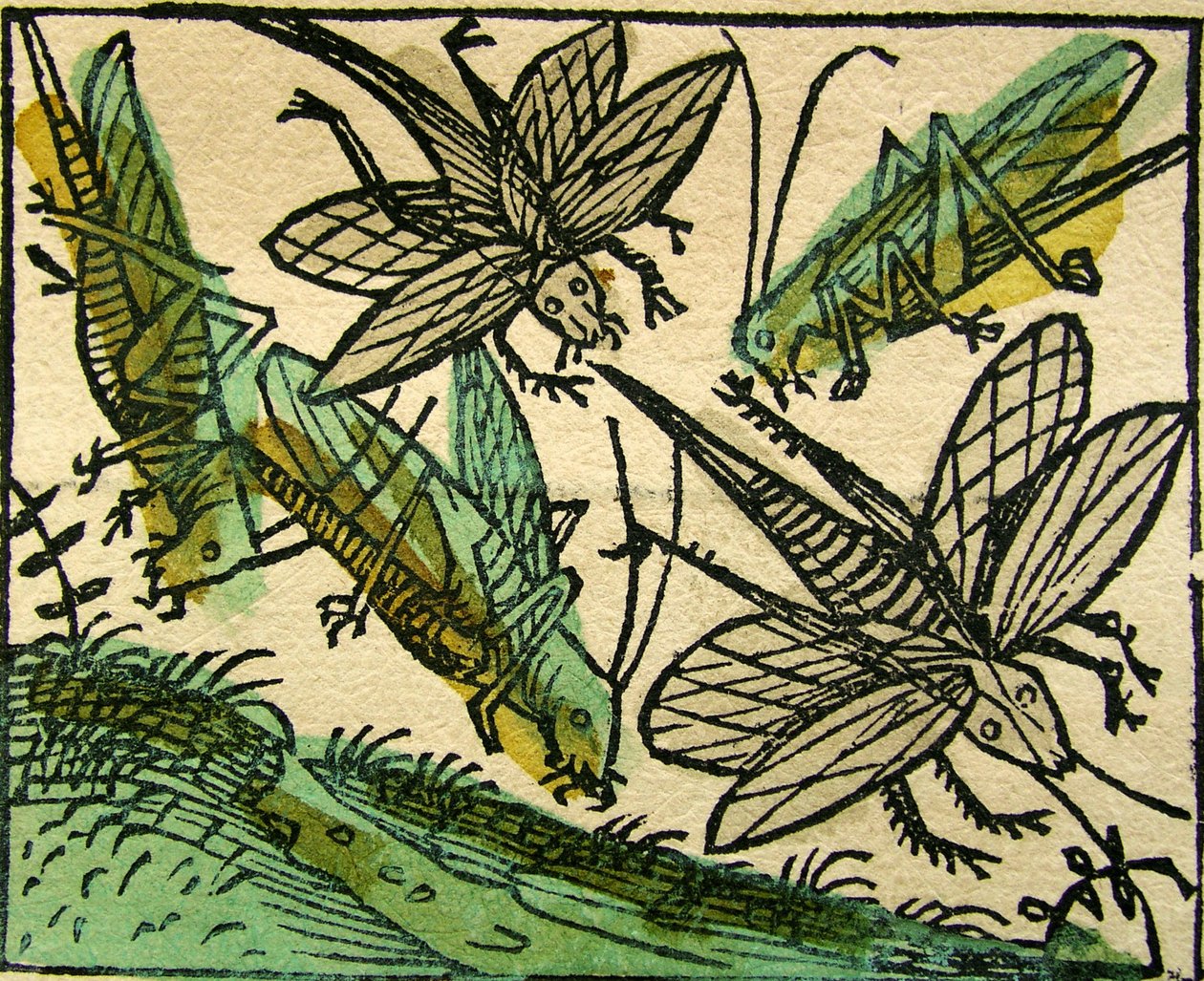 La peste des sauterelles, publié dans la Chronique de Nuremberg, 1493 - German School