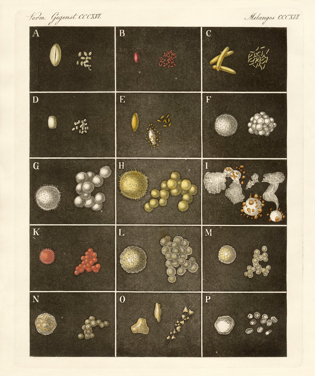 Le pollen des plantes - German School