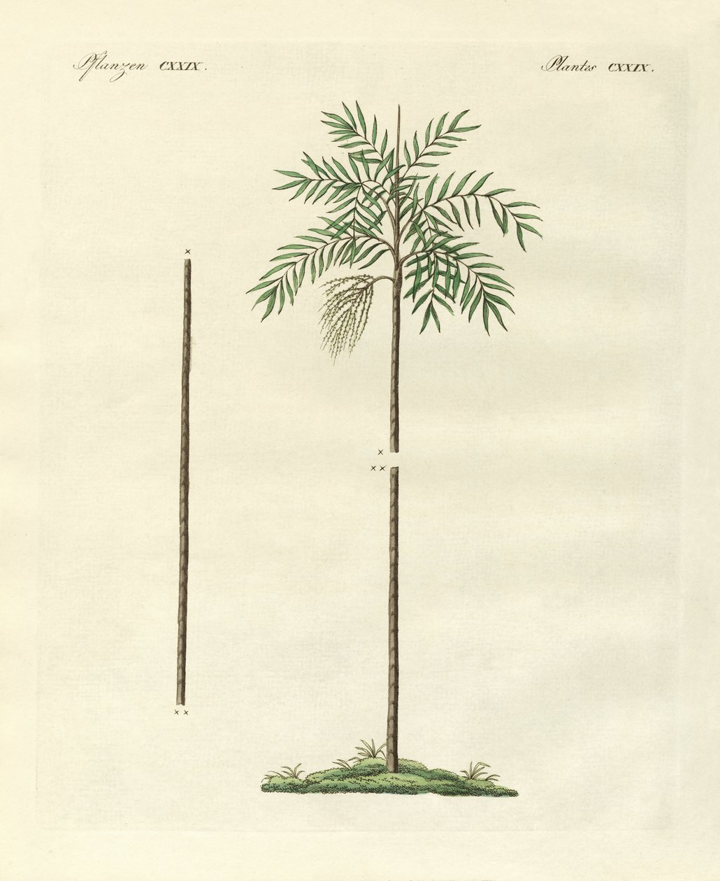 Le palmier mince de la Nouvelle-Irlande (gravure en couleur) - German School