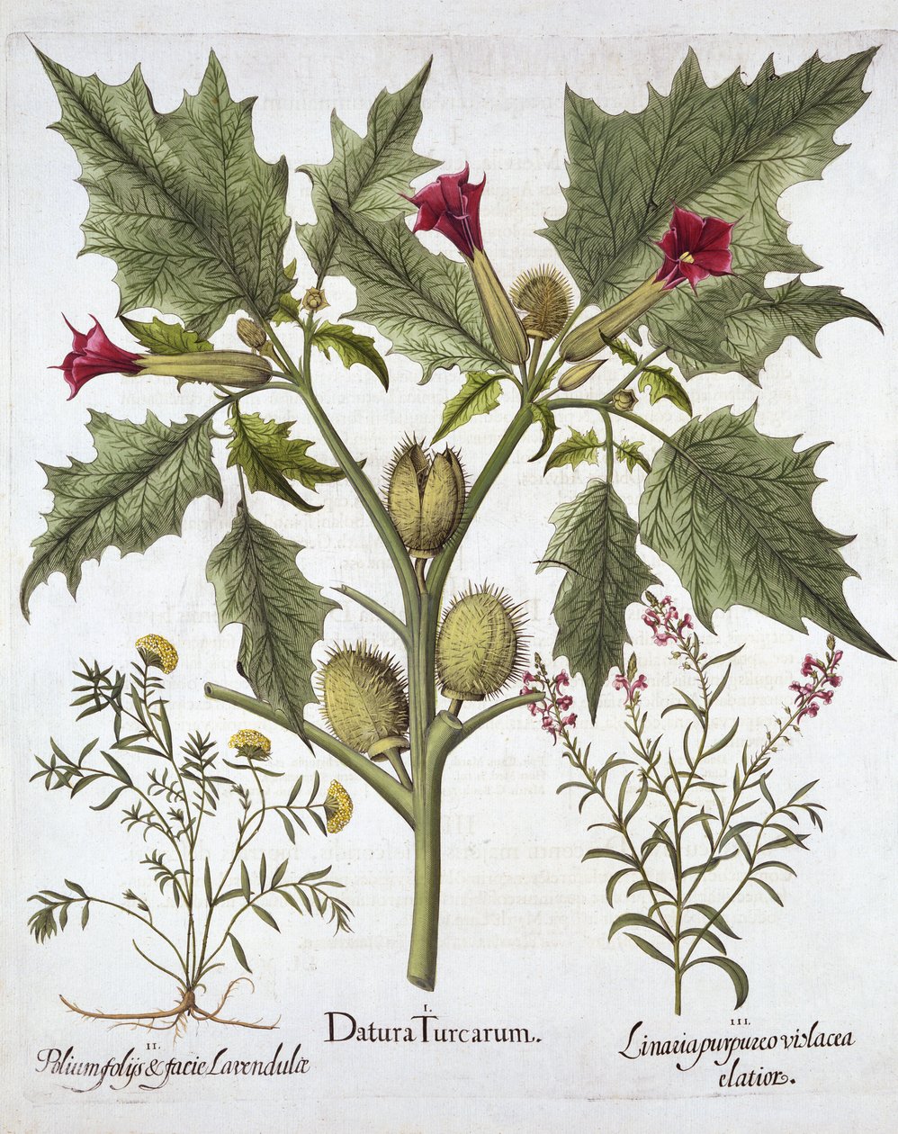 Thorn Apple, Germander et Purple Toadflax, de Hortus Eystettensis, par Basil Besler, pub. 1613 - German School