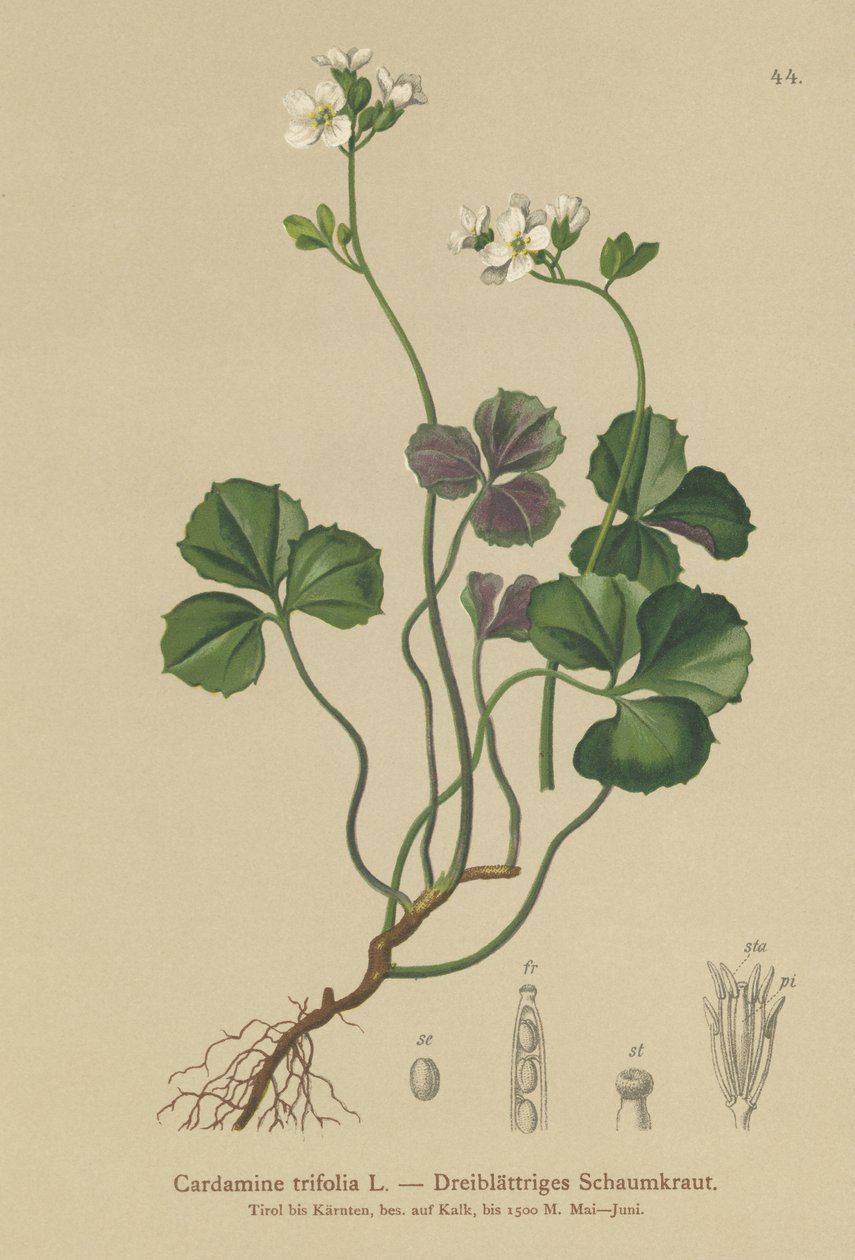 Cardamine trifoliée - German School