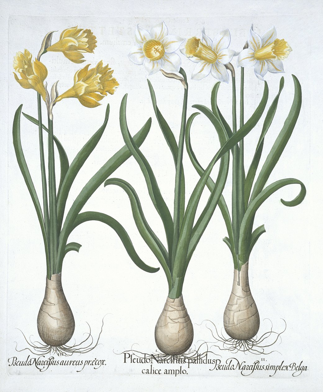 Trois pseudo-narcisses, de Hortus Eystettensis par Basil Besler (1561-1629) publié en 1613 - German School