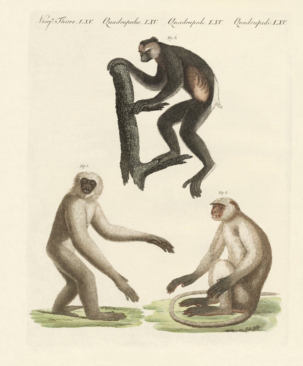 Trois types de singes - German School