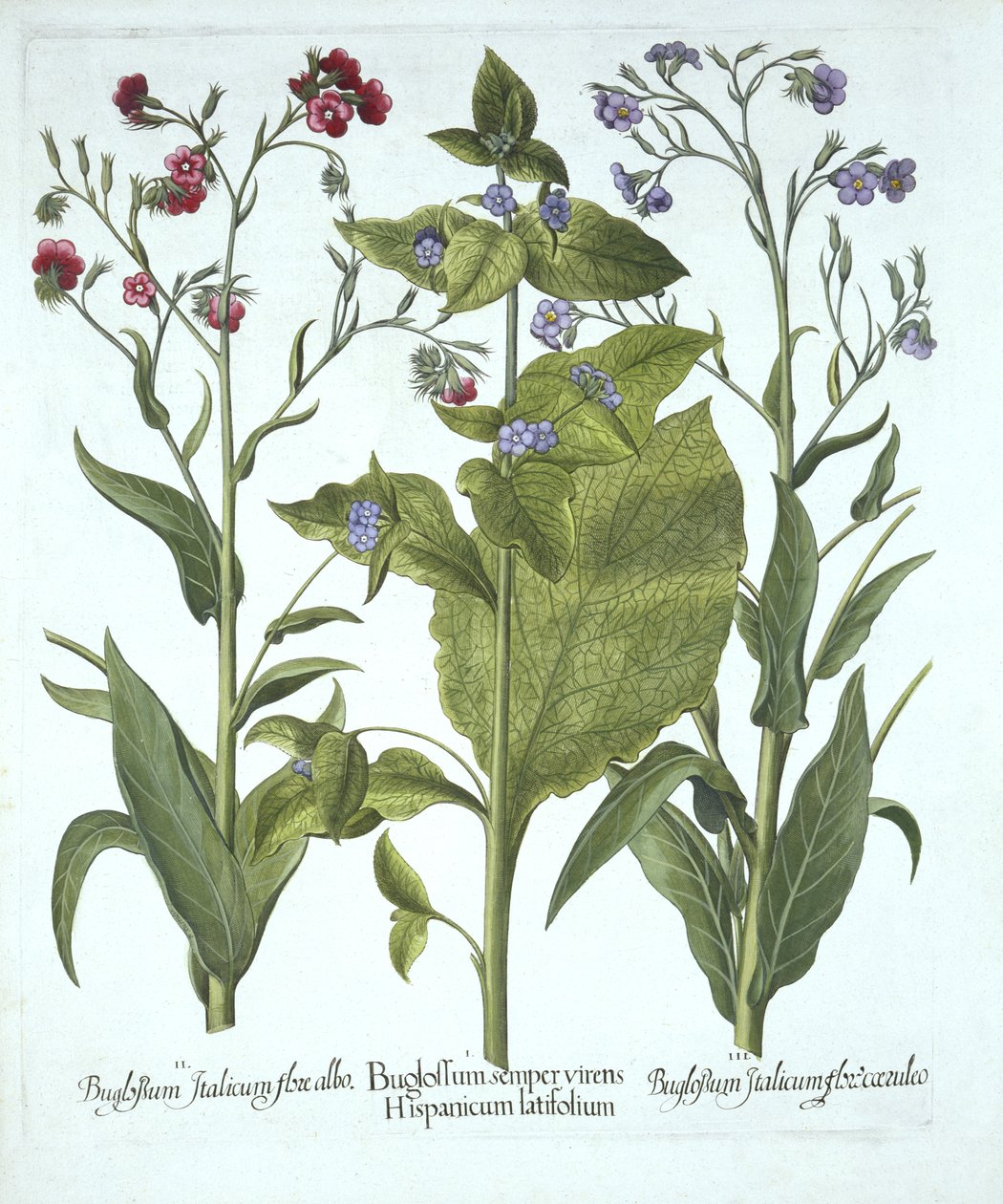 Trois variétés de bugloss, de Hortus Eystettensis, par Basil Besler (1561-1629), pub. 1613 - German School