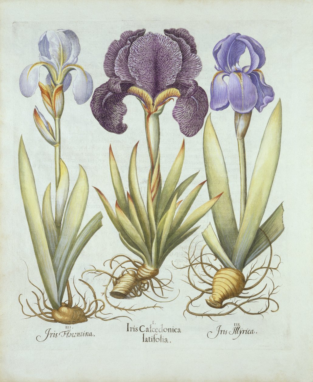 Trois variétés d