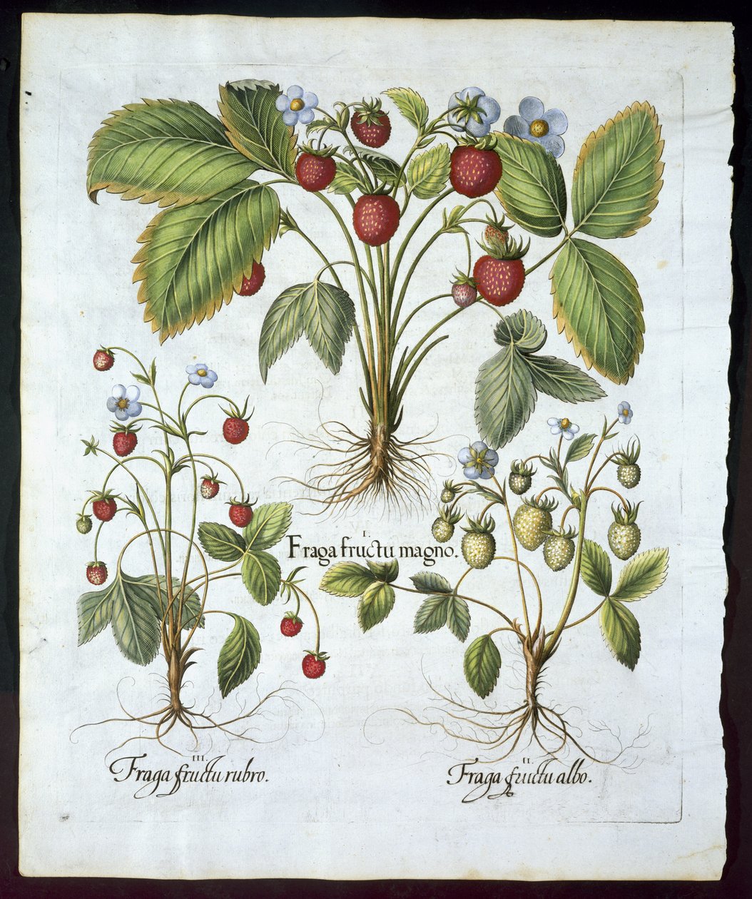 Trois variétés de fraises, planche 116, de Hortus Eystettensis par Basil Besler (1561-1629) publié en 1613 - German School